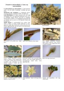 Microsoft Word - andromedifolia andromedifolia.docx