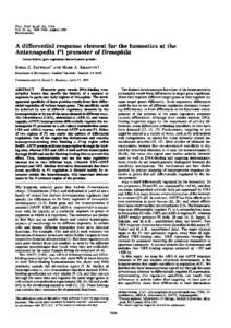 Proc. Natl. Acad. Sci. USA  Vol. 91, pp, August 1994 Biochemistry  A differential response element for the homeotics at the