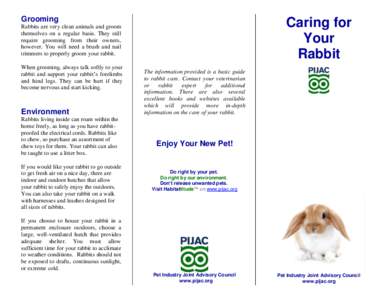 Grooming  Caring for Your Rabbit