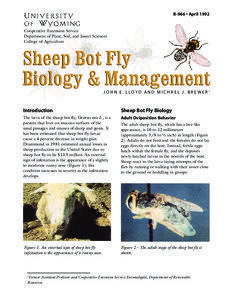 Oestridae / Oestrus / Sheep / Botfly / Common green bottle fly / Myiasis / Calliphoridae / Zoology / Biology