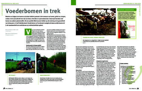 ONDERZOEK & BELEID  Voederbomen in trek achtergrond