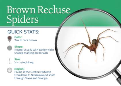 Brown Recluse Spiders Quick Stats: Color: Tan to dark brown