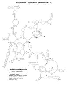 Mitochondrial Large Subunit Ribosomal RNA (5’) 1000 GA A A A A G G