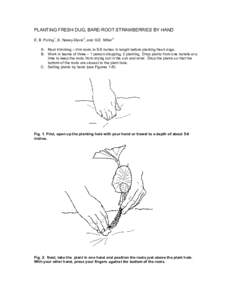 PLANTING FRESH DUG, BARE-ROOT STRAWBERRIES BY HAND 1 2  E. B. Poling , S. Navey-Davis , and G.E. Miller