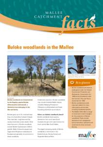 The Mallee / Casuarinaceae / Mallee / Woodland / Botany / Biogeography / Allocasuarina luehmannii / Systems ecology