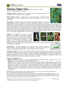 Biology / Tallow / Food and drink / Agriculture / Euphorbiaceae / Herbicide / Invasive plant species / Sapium / Triadica sebifera