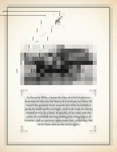 In the early 1900s, a horse the likes of which had never been seen strode into the hearts of Louisiana race fans. He wasn’t the quickest horse around, but what he lacked in speed, he made up for in length. And in the e