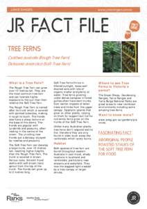 TREE FERNS Cyathea australis (Rough Tree Fern) Dicksonia antarctica (Soft Tree Fern) What is a Tree Fern? The Rough Tree Fern can grow