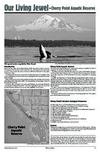 Our Living Jewel -Cherry Point Aquatic Reserve  This special section compiled by Helen Brandt photo: National Marine Protected Areas Center http://www.mpa.gov/nationalsystem/nationalsystemlist/