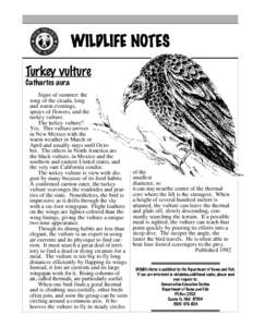 WILDLIFE NOTES Turkey vulture Cathartes aura Signs of summer: the song of the cicada, long and warm evenings,