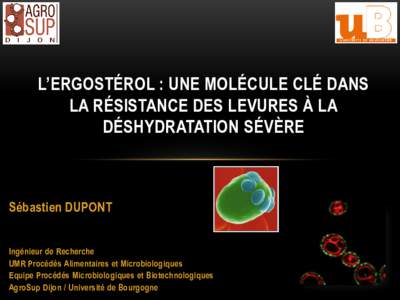 L’ERGOSTÉROL : UNE MOLÉCULE CLÉ DANS LA RÉSISTANCE DES LEVURES À LA DÉSHYDRATATION SÉVÈRE Sébastien DUPONT Ingénieur de Recherche