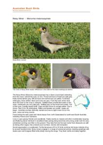 file:///C:/bushbirds-5.1/infm/manorina_melanocephala.html