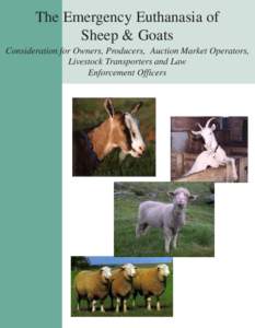 The Emergency Euthanasia of Sheep & Goats Consideration for Owners, Producers, Auction Market Operators, Livestock Transporters and Law Enforcement Officers