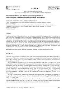 Description of three new Tetranchyroderma gastrotrichs (Macrodasyida: Thaumastodermatidae) from South Korea