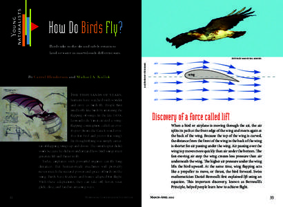 ▼  Birds take to the sky and safely return to land or water in marvelously different ways.  By Carrol Henderson and Michael A. Kallok