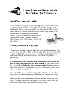 Alaska Loon and Grebe Watch Instructions for Volunteers Identifying Loons and Grebes There are 3 loon and 2 grebes species that typically occur in southcentral Alaska during the summer. These are the Common Loon (large, 