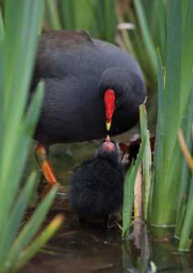 Gallenula tenebrosa, Dusky Moorhen, fledgling being fed