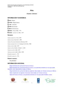 Sistema de Información de Organismos Vivos Modificados (SIOVM) Proyecto GEF-CIBIOGEM de Bioseguridad. CONABIO Piña Ananas comosus