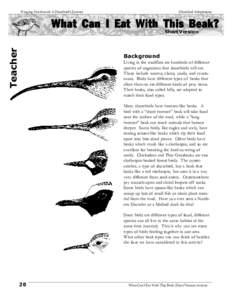 Winging Northward: A Shorebird’s Journey  Shorebird Adaptations What Can I Eat With This Beak? Teacher