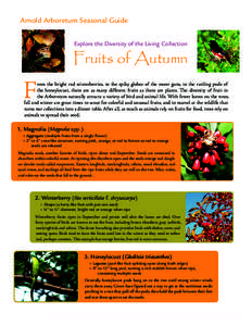 Arnold Arboretum Seasonal Guide Explore the Diversity of the Living Collection Fruits of Autumn  F