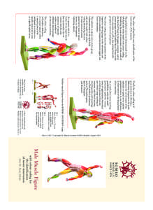 The colour coding allows easy identification of the innervation of the muscles. The peripheral nerves are demonstrated on the left hand side of the model with colour coding identifying the area of innervation of the cord