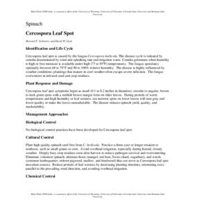 Spinach XXIX - Cercospora Leaf Spot