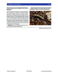 caribbean herpetology  note Alsophis rijgersmaei (Anguilla Bank Racer). Behavior.