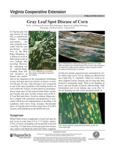 publication[removed]Gray Leaf Spot Disease of Corn Erik L. Stromberg, Extension Plant Pathologist, Department of Plant Pathology, Physiology, and Weed Science, Virginia Tech