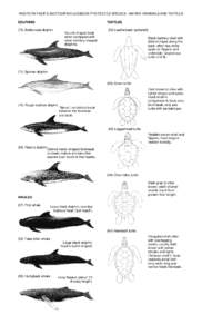 Oceanic dolphins / Reptiles of Australia / Sea turtles / Turtle / Lepidochelys / Hawksbill sea turtle / Dolphin / Green sea turtle / Rough-toothed dolphin / Fauna of Asia / Zoology / Cryptodira