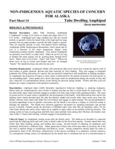 NON-INDIGENOUS AQUATIC SPECIES OF CONCERN FOR ALASKA Fact Sheet 14 Tube Dwelling Amphipod Jassa marmorata BIOLOGY & PHYSIOLOGY