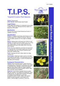 Diplotaxis tenuifolia / Flora / Seed / Plant / Echium plantagineum in Australia / Invasive plant species / Botany / Biology