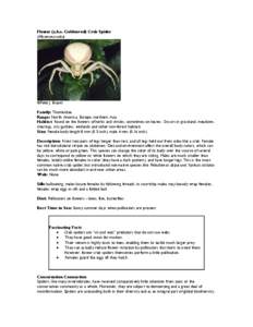 Microsoft Word - spiders of the NW.doc