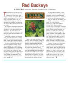 Red Buckeye By TILDA MIMS, Information Specialist, Alabama Forestry Commission T  he red buckeye (Aesculus pavia) is