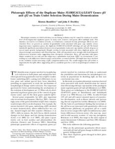 Copyright Ó 2006 by the Genetics Society of America DOI: geneticsPleiotropic Effects of the Duplicate Maize FLORICAULA/LEAFY Genes zfl1 and zfl2 on Traits Under Selection During Maize Domestication K