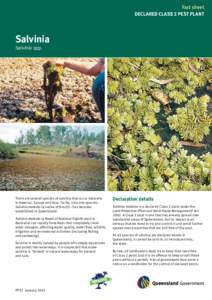 Fact sheet DECLARED CLASS 2 PEST PLANT Salvinia Salvinia spp.