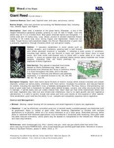 Energy crops / Environment / Botany / Arundo donax / Arundo / Reed / Invasive species / Neyraudia reynaudiana / Commelinids / Arundinoideae / Invasive plant species