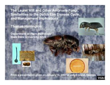 The Laurel Wilt and Other Ambrosia Fungi, Similarities to the Dutch Elm Disease Cycle, and Management Implications Thomas Harrington Department of Plant Pathology Iowa State University, USA