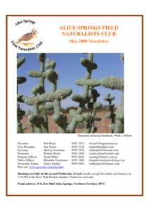 ALICE SPRINGS FIELD NATURALISTS CLUB May 2009 Newsletter Tecticornia verrucosa Newhaven. Photo J. Richter