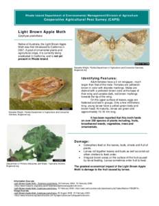 Rhode Island Department of Environmental Management/Division of Agriculture  Cooperative Agricultural Pest Survey (CAPS) Light Brown Apple Moth Epiphyas postvittana