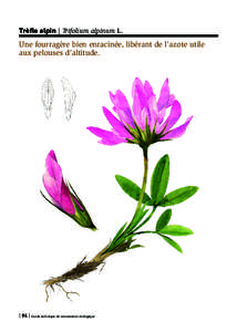 Trèfle alpin | Trifolium alpinum L.  Une fourragère bien enracinée, libérant de l’azote utile aux pelouses d’altitude.  | 94 | Guide technique de restauration écologique