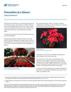 ENH1083  Poinsettias at a Glance1 Sydney Park Brown2  The poinsettia, well known as a decorative potted plant for