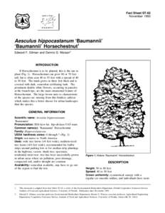 Fact Sheet ST-62 November 1993 Aesculus hippocastanum ‘Baumannii’ ‘Baumannii’ Horsechestnut1 Edward F. Gilman and Dennis G. Watson2