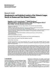 Morphometric and Statistical Analysis of the Palmaris Longus Muscle in Human and Non-Human Primates