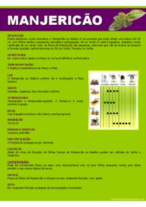 MANJERICÃO DESCRIÇÃO Planta herbácea, muito aromática, o Manjericão ou Basílico é uma perene que pode atingir uma altura até 45