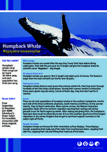Humpback Whale Megaptera novaeangliae DID YOU KNOW? Humpback whales sing!