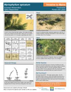 Biology / Myriophyllum spicatum / Botany / Myriophyllum / Leaf / Acentria ephemerella / Myriophyllum verticillatum / Haloragaceae / Invasive plant species / Aquatic plants