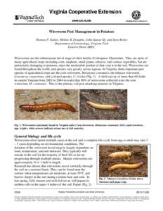Wireworm Pest Management in Potatoes Thomas P. Kuhar, Hélène B. Doughty, John Speese III, and Sara Reiter Department of Entomology, Virginia Tech Eastern Shore AREC  Wireworms are the subterranean larval stage of click