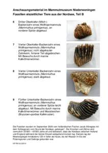 Anschauungsmaterial im Mammutmuseum Niederweningen Fossilien eiszeitlicher Tiere aus der Nordsee, Teil B 6 Dritter Oberkiefer-(Milch-) Backenzahn eines Wollhaarmammuts