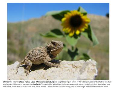Winner: This hatchling Texas Horned Lizard (Phrynosoma cornutum) was caught basking on a rock in the wide-open grasslands of Otero County in southeastern Colorado by photographer Joe Farah. Threatened by habitat loss, co