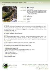 Ornithology / Kea / Onomatopoeias / Zoology / Flightless birds / New Zealand parrot / Kiwi / Bird / New Zealand Kaka / Parrots / Birds of New Zealand / Nestor